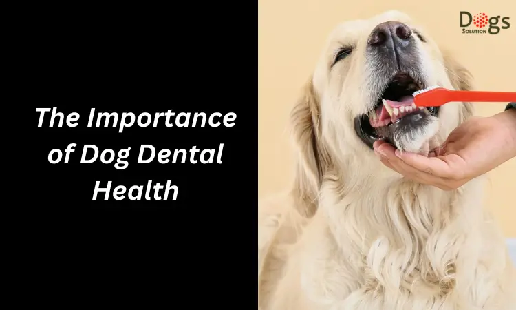 The Importance of Dog Dental Health.