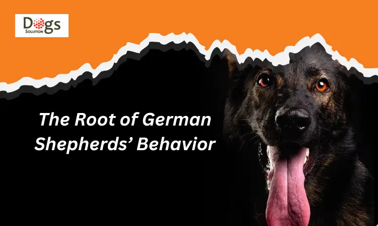 The Root of German Shepherds’ Behavior