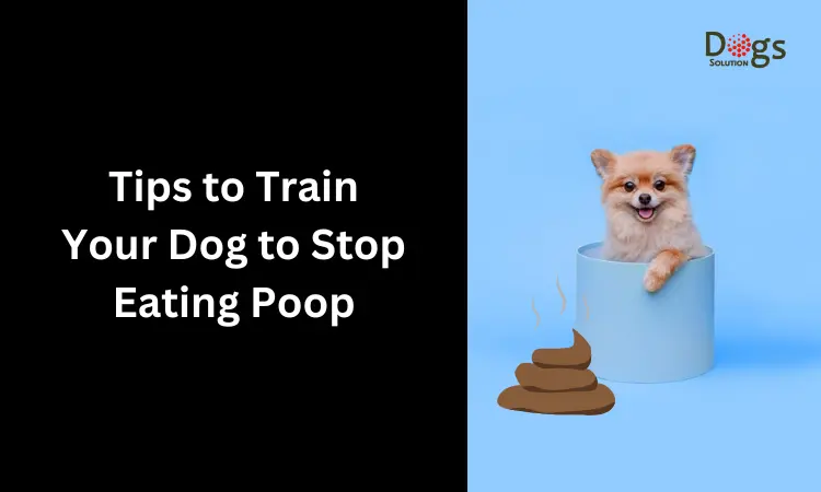 Tips to Train Your Dog to Stop Eating Poop