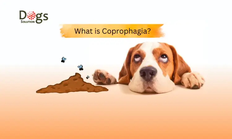 What is Coprophagia