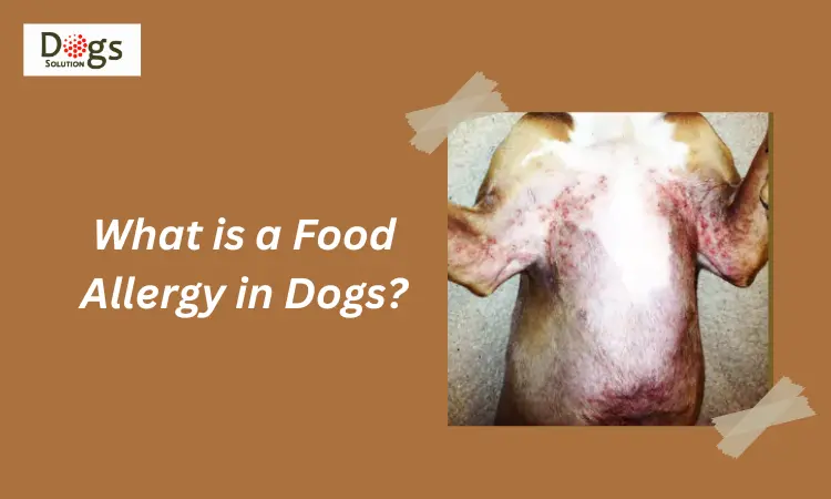 What is a Food Allergy in Dogs