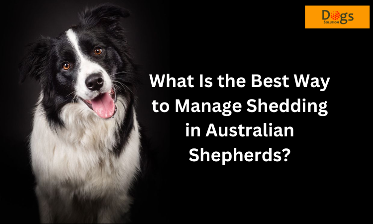 When Do Australian Shepherds Shed