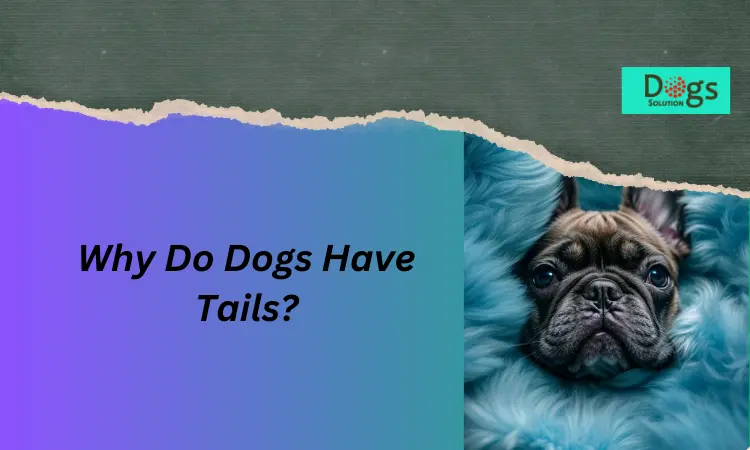 Why Do Dogs Have Tails