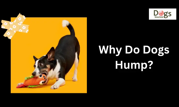 Why Do Dogs Hump