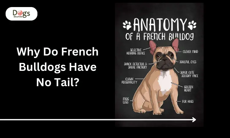 Why Do French Bulldogs Have No Tail