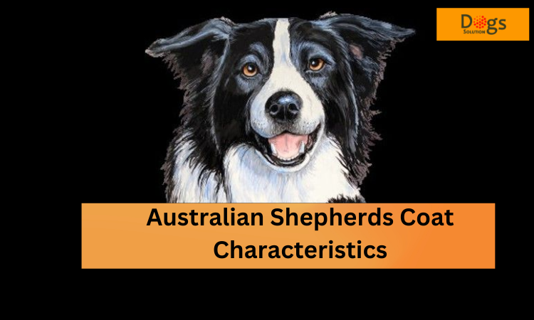 Why do Australian shepherds shed