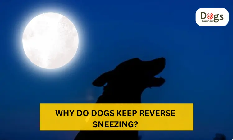 Why do Dogs Keep Reverse Sneezing