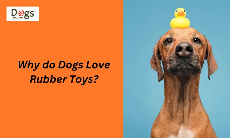 Why do Dogs Love Rubber Toys