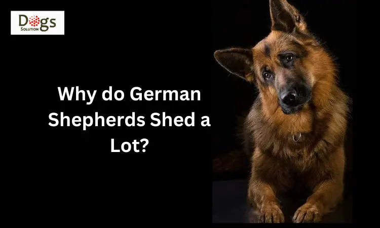 Why do German Shepherds Shed a Lot