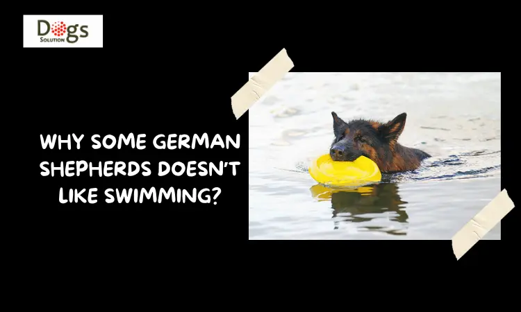 Why some German Shepherds doesn’t like swimming