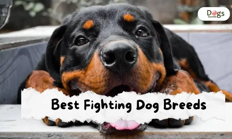 dog fighting