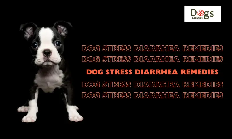 dog stress diarrhea remedies