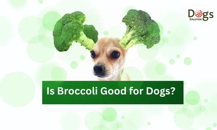 is broccoli good for dogs