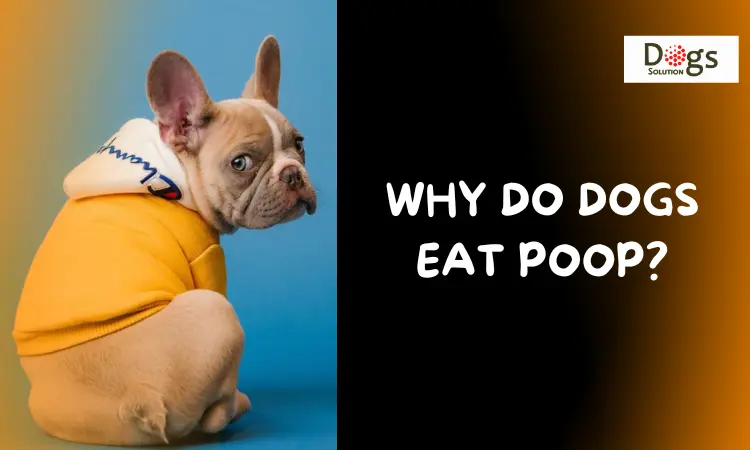 reasons why dogs eat poop