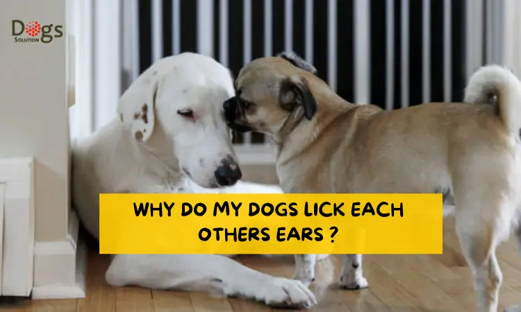 why do my dogs lick each others ears 