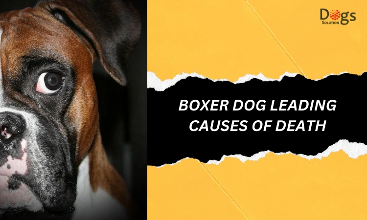 Boxer Dog Leading Causes of Death