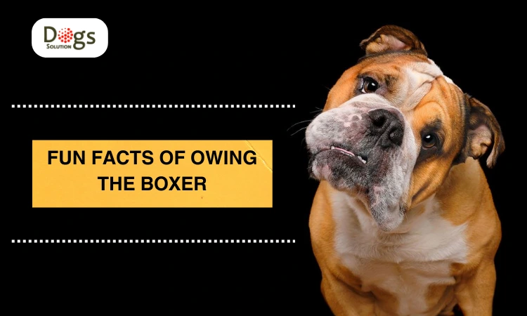 Fun Facts of Owing The Boxer