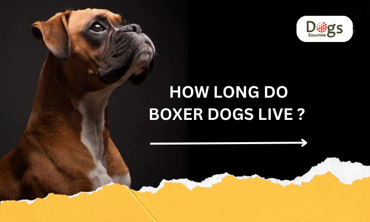 how long do boxers live