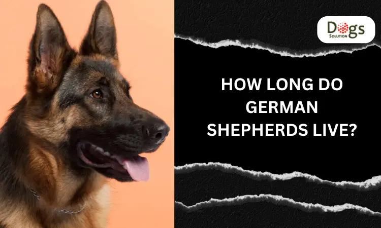 How Long Do German Shepherds Live