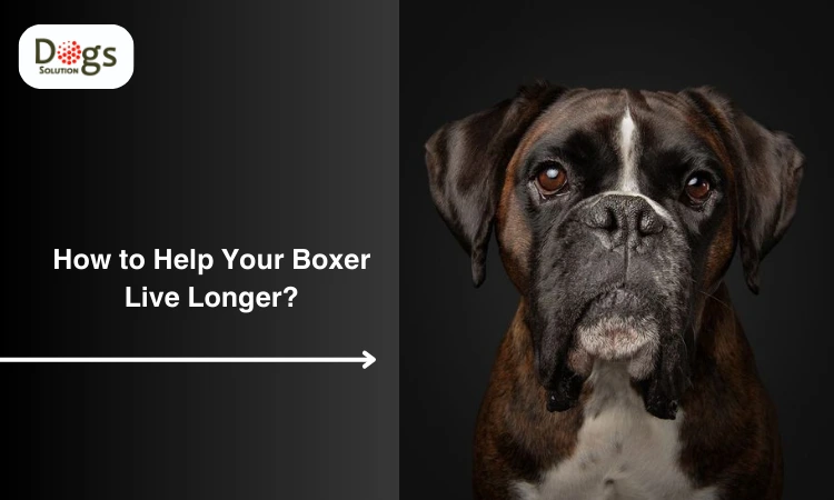 How to Help Your Boxer Live Longer