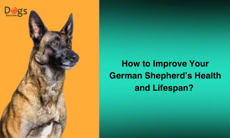 How to Improve Your German Shepherd’s Health and Lifespan