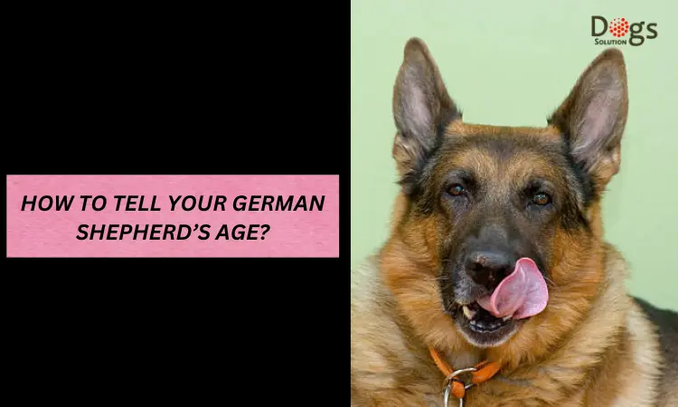 How to Tell Your German Shepherd’s Age