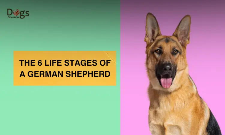 Life Stages of a German Shepherd