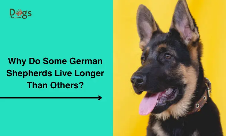 Why Do Some German Shepherds Live Longer Than Others